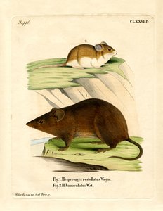 Andean Versper Mouse