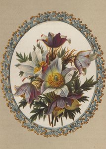 Anemones by German School