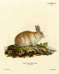 Angora Rabbit by German School