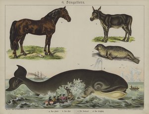 Animals by German School