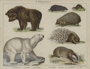 Animals by German School