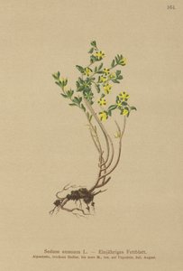 Annual Stonecrop