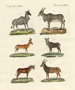 Antelopes and Gazelles
