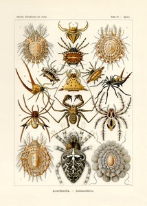 Arachnida by German School
