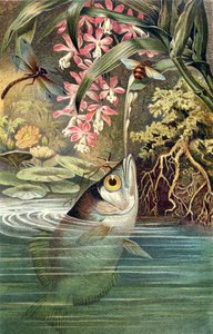 Archerfish, plate from Brehms Tierleben by German School