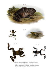 Asian Horned Frog by German School