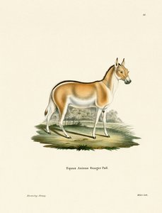 Asian Wild Ass by German School