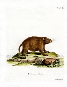 Asiatic Brush-tailed Porcupine