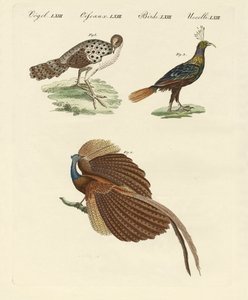 Asiatic Birds