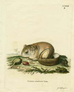 Australian Pygmy Flying Phalanger by German School