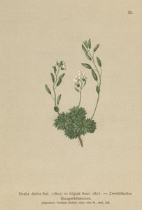 Austrian Whitlow-grass