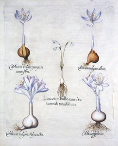Autumn Snowflake and Meadow Saffrons, from Hortus Eystettensis by German School