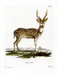 Axis Deer