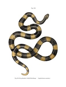 Banded Krait by German School