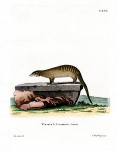 Banded Mongoose by German School