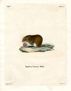 Bank Vole by German School