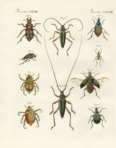 Beautiful Beetles by German School