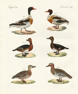 Beautiful ducks by German School