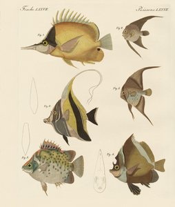 Beautiful Fish by German School
