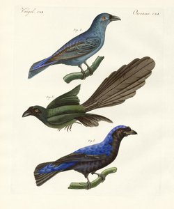 Beautiful Foreign Birds by German School