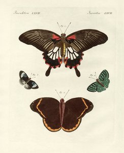 Beautiful Foreign Butterflies