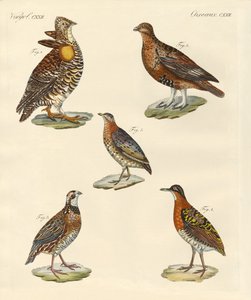 Beautiful Hen-like Birds