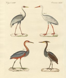 Beautiful Marsh-Birds