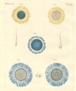 Beautiful Medusas by German School