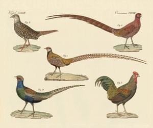 Beautiful Pheasants by German School