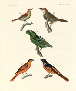Beautiful and strange foreign birds by German School