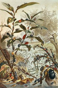 Beetles during a Flood, plate from "Brehms Tierleben: Allgemeine Kunde des Tierreichs", vol.9, p.33, published by Bibliographisches Institut