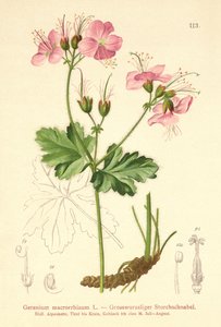 Bigroot Geranium by German School