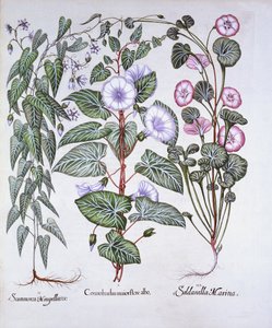 Bindweed, Dogs Bane and Sea Bindweed, from Hortus Eystettensis by German School