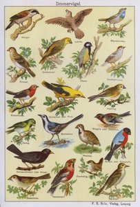 Birds
