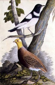 Black-Throated Thrush and Partridge, c.1740 by German School