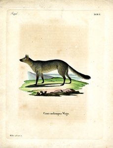 Black-backed Jackal