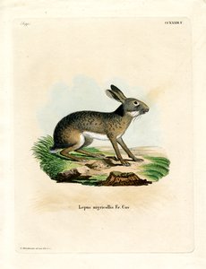Black-naped Hare by German School