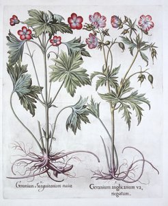Bloody Cranesbill and Bigroot Cranesbill, from Hortus Eystettensis