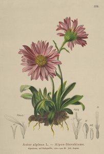 Blue Alpine Daisy