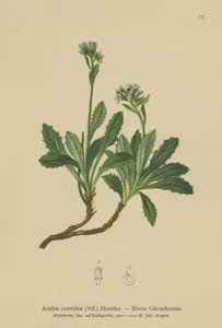 Blue Wall-cress