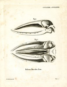Blue Whale Skull by German School