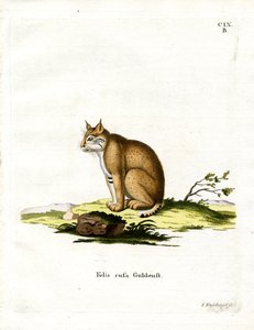 Bobcat