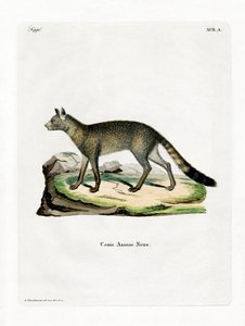 Brazilian Fox