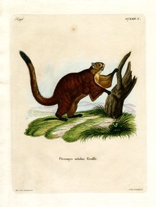 Brilliant Flying Squirrel