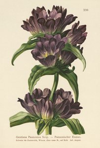 Brown Gentian