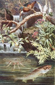Brown Trout, plate from 