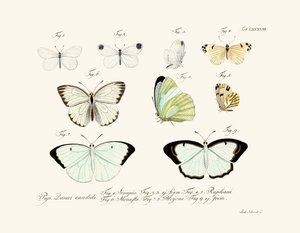 Butterflies by German School