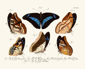 Butterflies