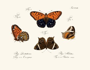 Butterflies by German School