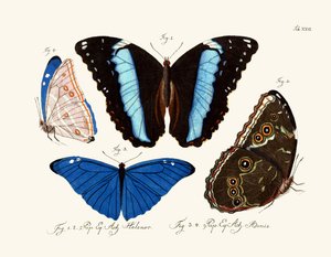 Butterflies